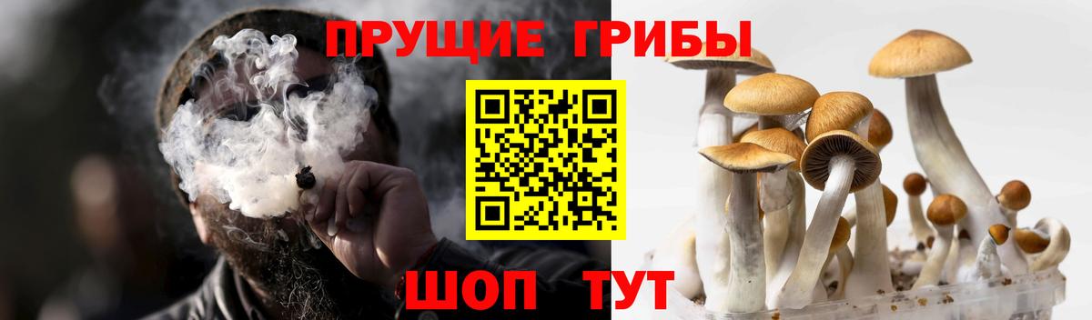 Галлюциногенные грибы Cubensis Бирск